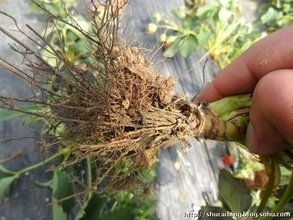 殺菌劑價格 80 乙蒜素殺菌劑南寧柑橘青苔病特效藥防治棉花枯萎病炭疽病批發價格 鄭州市